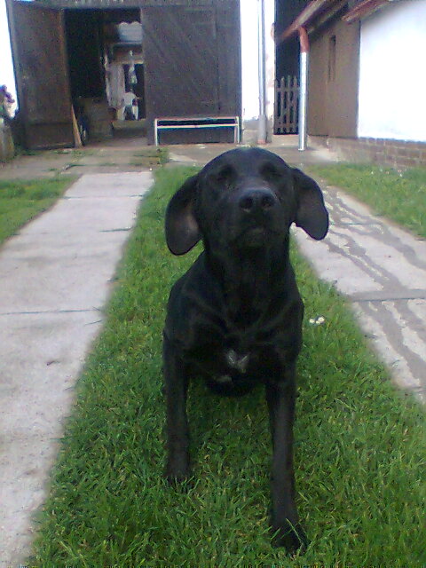 Gitta