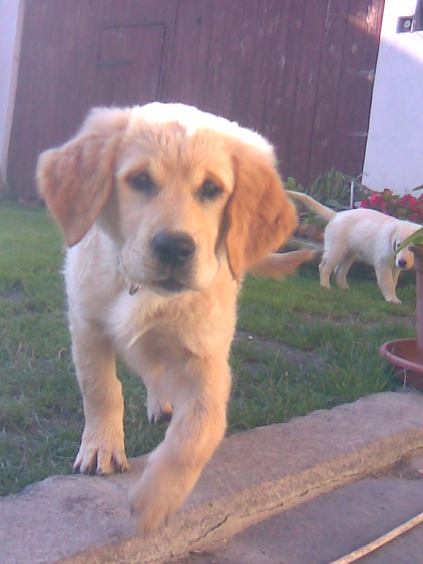 Skie a Charie